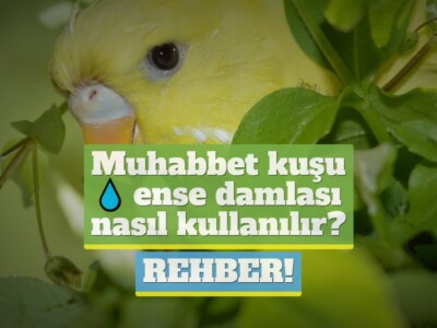 Muhabbet kuşu ense damlası nasıl kullanılır? [REHBER!]