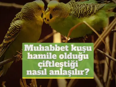 Muhabbet kuşu hamile olduğu (çiftleştiği) nasıl anlaşılır?