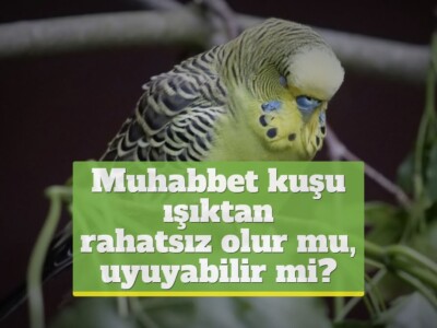 Muhabbet kuşu ışıktan rahatsız olur mu, ışıkta uyuyabilir mi?