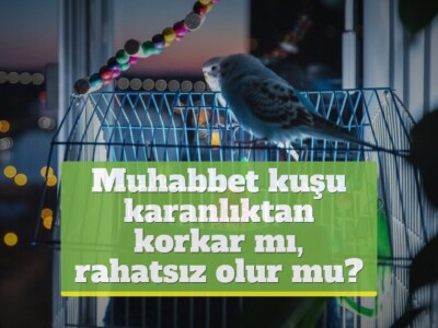 Muhabbet kuşu karanlıktan korkar mı, rahatsız olur mu?