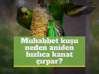 Muhabbet kuşu neden aniden hızlıca kanat çırpar?