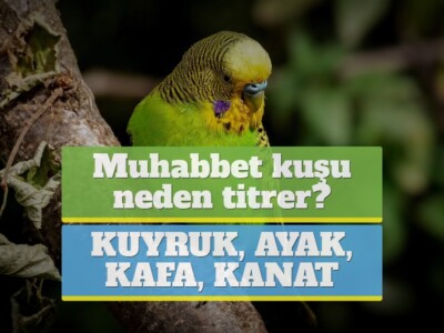 Muhabbet kuşu neden titrer? [KUYRUK, AYAK, KAFA, KANAT]