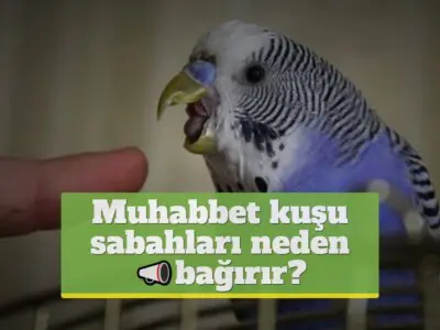 Muhabbet kuşu sabahları neden bağırır?