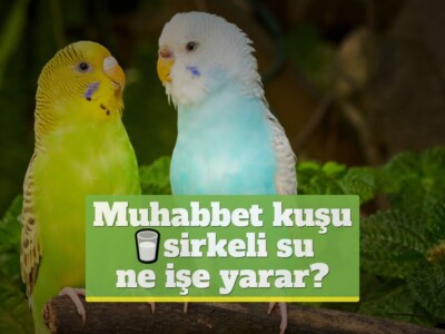 Muhabbet kuşu sirkeli su ne işe yarar?