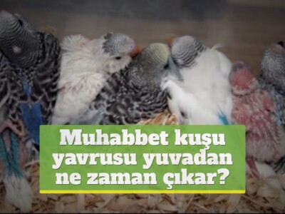 Muhabbet kuşu yavrusu yuvadan ne zaman çıkar?