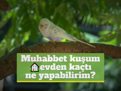 Muhabbet kuşum evden kaçtı ne yapabilirim?