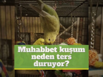 Muhabbet kuşum neden ters duruyor?