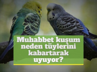 Muhabbet kuşum neden tüylerini kabartarak uyuyor?