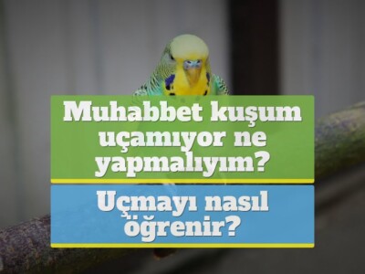 Muhabbet kuşum uçamıyor ne yapmalıyım, uçmayı nasıl öğrenir?