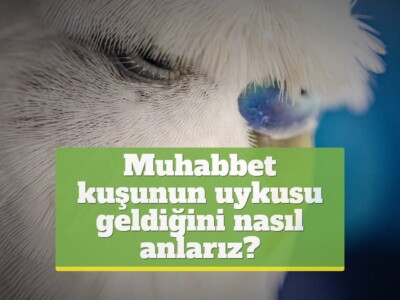 Muhabbet kuşunun uykusu geldiğini nasıl anlarız? [DETAYLI!]