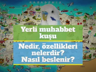 Yerli muhabbet kuşu nedir, özellikleri nelerdir?