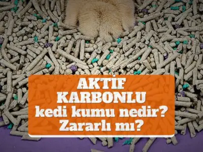 Aktif karbonlu kedi kumu nedir, kedilere zararlı mı?