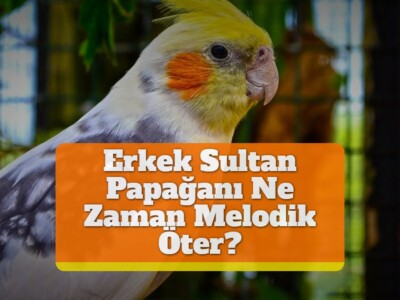 Erkek Sultan Papağanı Ne Zaman Melodik Öter?