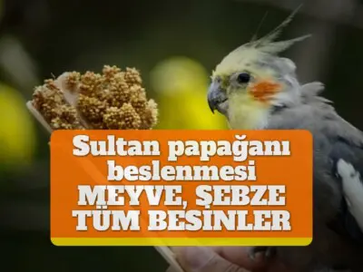 Sultan papağanı beslenmesi [MEYVE, SEBZE, TÜM BESİNLER]