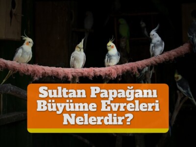 Sultan Papağanı Büyüme Evreleri Nelerdir?