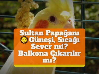 Sultan Papağanı Güneşi, Sıcağı Sever mi? Balkona Çıkarılır mı?