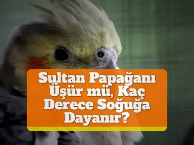 Sultan Papağanı Üşür mü, Kaç Derece Soğuğa Dayanır?