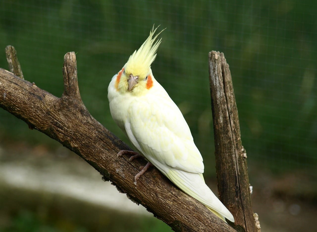 Tüm sultan papağanı türleri, özellikleri, renkleri, mutasyonları