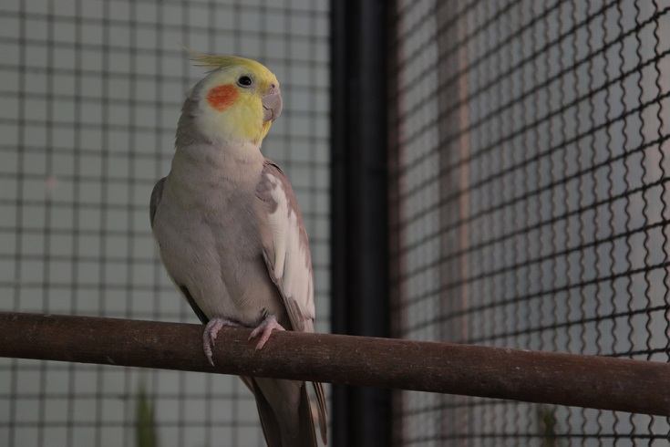 Tüm sultan papağanı türleri, özellikleri, renkleri, mutasyonları