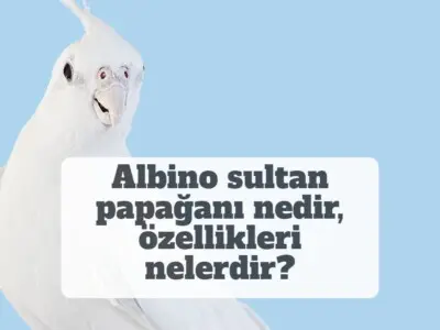 Albino sultan papağanı nedir, özellikleri nelerdir? [RESİMLİ!]