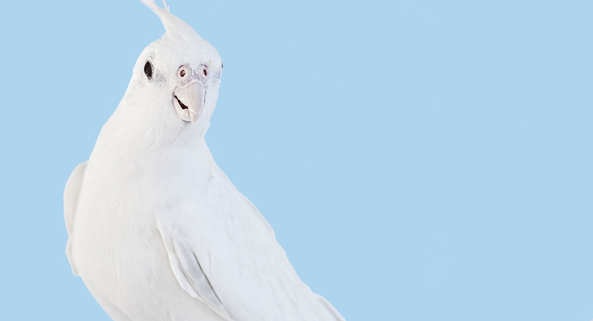 Albino sultan papağanı nedir, özellikleri nelerdir? [RESİMLİ!]