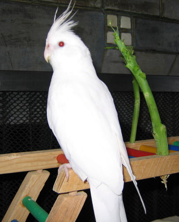 Albino sultan papağanı nedir, özellikleri nelerdir? [RESİMLİ!]