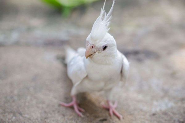 Albino sultan papağanı nedir, özellikleri nelerdir? [RESİMLİ!]