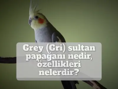 Grey (Gri) sultan papağanı nedir, özellikleri nelerdir? [RESİMLİ!]