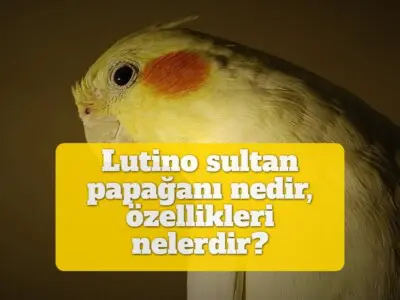 Lutino sultan papağanı nedir, özellikleri nelerdir? [RESİMLİ!]