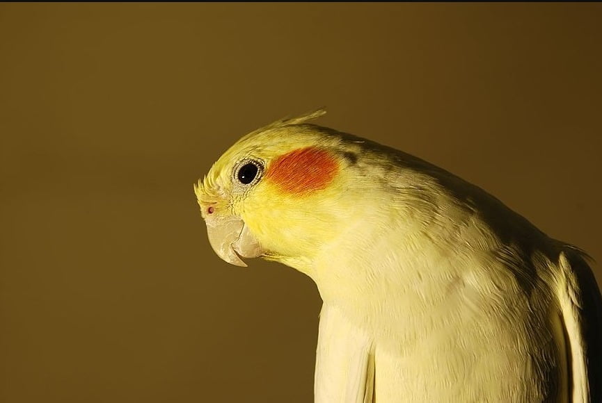 Lutino sultan papağanı nedir, özellikleri nelerdir? [RESİMLİ!]