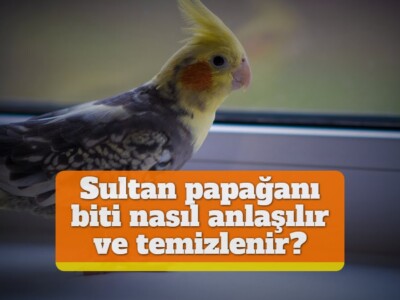 Sultan papağanı biti nasıl anlaşılır ve temizlenir?