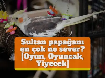 Sultan papağanı en çok ne sever? [Oyun, Oyuncak, Yiyecek]