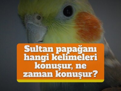 Sultan papağanı hangi kelimeleri konuşur, ne zaman konuşur?