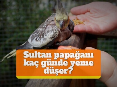 Sultan papağanı kaç günde yeme düşer?
