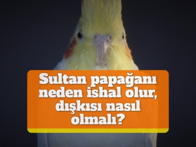 Sultan papağanı neden ishal olur, dışkısı nasıl olmalı?
