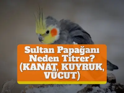 Sultan Papağanı Neden Titrer? (KANAT, KUYRUK, VÜCUT)