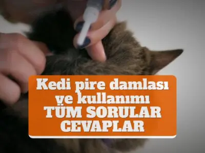 Kedi pire damlası ve kullanımı [TÜM SORULAR CEVAPLAR]