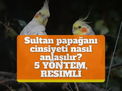 Sultan papağanı cinsiyeti nasıl anlaşılır? [5 YÖNTEM, RESİMLİ]