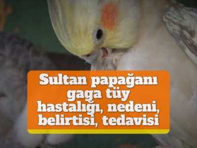 Sultan papağanı gaga tüy hastalığı, nedeni, belirtisi ve tedavisi