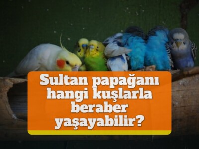 Sultan papağanı hangi kuşlarla beraber yaşayabilir?