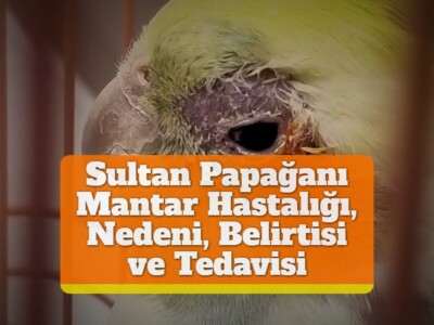 Sultan Papağanı Mantar Hastalığı, Nedeni, Belirtisi ve Tedavisi