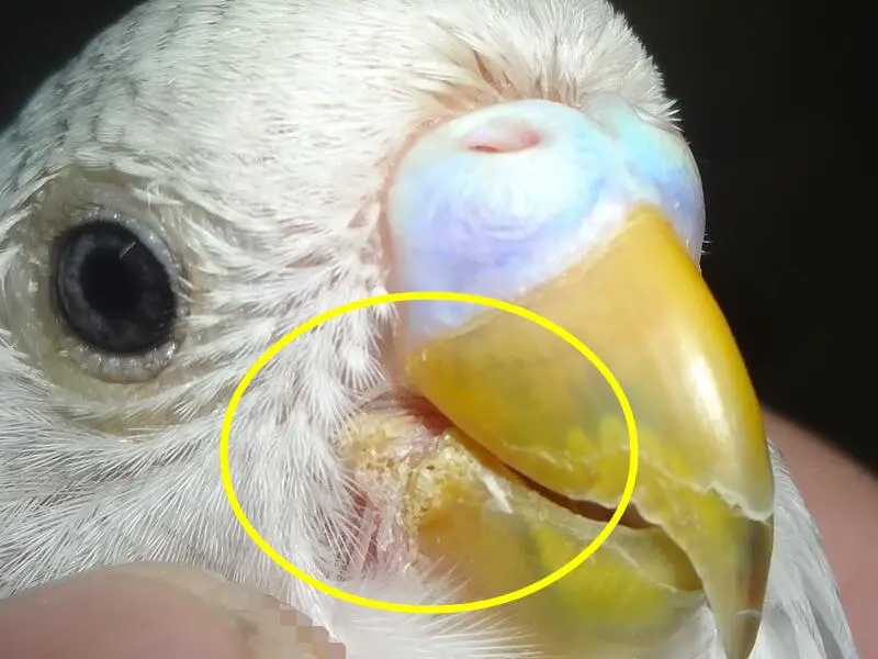 Sultan papağanı mantar hastalığı, nedeni, belirtisi ve tedavisi