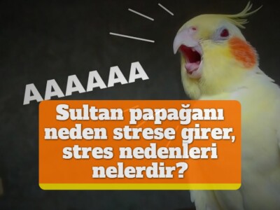 Sultan papağanı neden strese girer, stres nedenleri nelerdir?