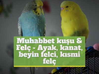 Muhabbet kuşu & Felç [Ayak, kanat, beyin felci, kısmi felç]