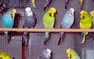 Antrasit muhabbet kuşları [Üreme, Genetik, Fotoğraflar]