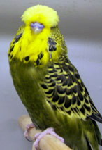 Antrasit muhabbet kuşları [Üreme, Genetik, Fotoğraflar]