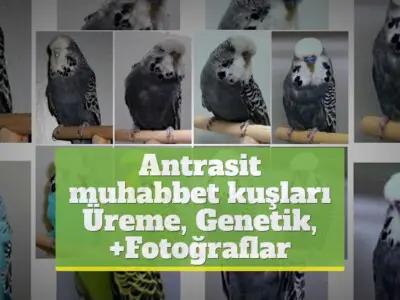 Antrasit muhabbet kuşları [Üreme, Genetik, Fotoğraflar]