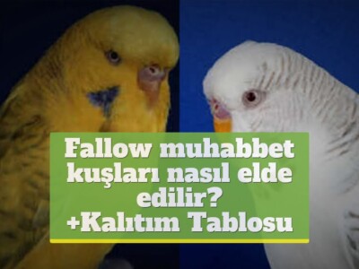 Fallow muhabbet kuşları nasıl elde edilir? [+Kalıtım Tablosu]