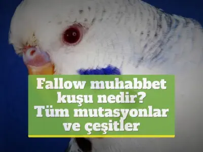 Fallow muhabbet kuşu nedir? [Tüm mutasyonlar ve çeşitler]