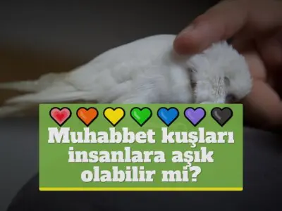 Muhabbet kuşları insanlara aşık olabilir mi?